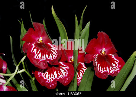 Miltoniopsis Echo Bay. Miltoniopsis Woodlands X Miltoniopsis Rose Bay. Orchidee Blume zeigen. Durch die Miami Valley Orchideen-Gesellschaft. A Stockfoto