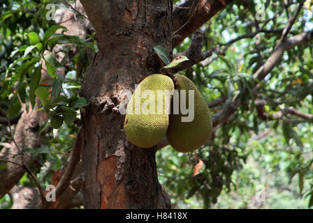 Jackfrucht - Artocarpus Heterophyllus Klg — Moraceae. Stockfoto