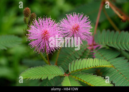 Blumen von Mimosa Pudica. Die Anlage und die Blätter zu sehen sind. Sensible Pflanze oder Touch-me-not Anlage Stockfoto