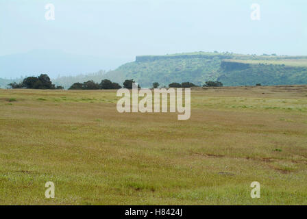 Kaas-Plateau, einer Hochebene von Blumen, in der Nähe von Satara, Maharashtra Stockfoto