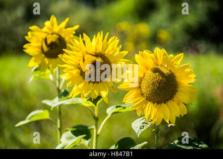 Sonnenblumen in voller Blüte im Sonnenschein Stockfoto