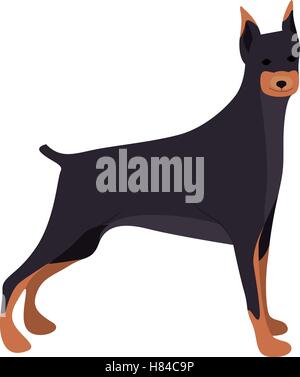 süße Dobermann Hund Tier Symbol auf weißem Hintergrund. Vektor-illustration Stock Vektor