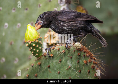 Genovesa Cactus-Finch (Geospiza propinqua) bei der Fütterung von Kaktusblüten der Prickelbirne (Opuntia galapageia). Vögel und Pflanzen sind Endemiearten der Galapagosinseln Stockfoto