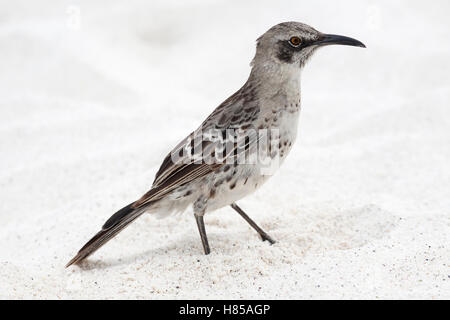 Espanola Mockingbird (Mimus macdonaldi), auch bekannt als Hood Mockingbird, am Galapagos Strand Stockfoto