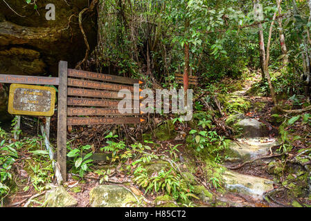 Zeiger im Bako Nationalpark, Sarawak. Borneo. Malaysien Stockfoto