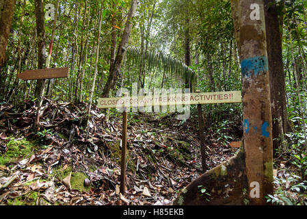 Schließen Sie Zeiger im Bako Nationalpark, Sarawak. Borneo. Malaysien Stockfoto