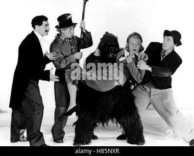 Sterben die Marx Brothers Im Zirkus, s/w (die MARX BROTHERS im Zirkus) USA 1939, Regie: Edward Buzzel, GROUCHO MARX, HARPO MARX, EVE Garten + CHICO MARX, Stichwort: Gorilla, Handgemenge, Stockfoto