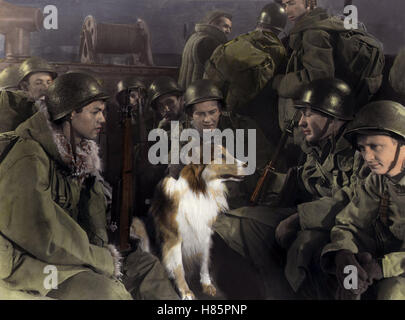 Held Auf Vier Pfoten (Mut von LASSIE) USA 1946, Regie: Fred Wilcox, TOM DRAKE, LASSIE, u.a. Stichwort: Hund, Collie, Soldaten, Uniform Stockfoto