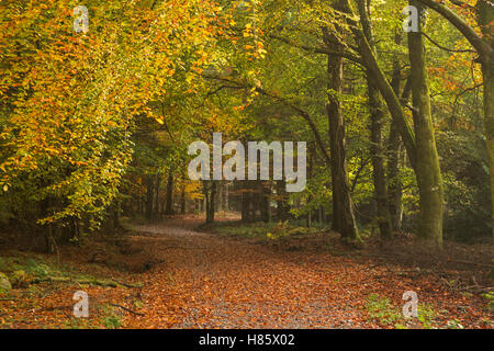 Schotterpiste durch einen herbstlichen Wald. Stockfoto