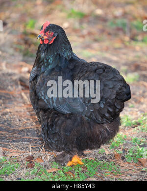 Schwarze Huhn Henne, die in die Kamera starrt Stockfoto