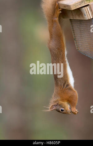 Eichhörnchen Sciurus Vulgaris auf Feeder Schottland Stockfoto