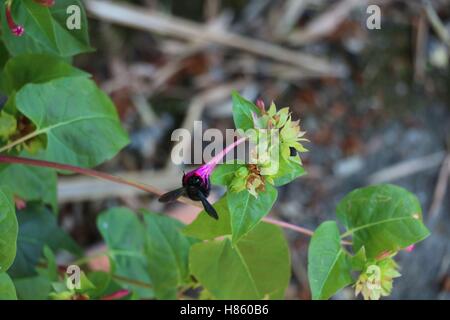 Große schwarze Biene Essen aus einer rosa Blume in hoher Auflösung verfügbar und verschiedenen Größen entsprechend die Anforderungen Ihres Projekts Stockfoto