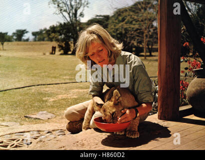 Frei Geboren - Königin der Wildnis, (BORN FREE) GB 1966, Regie: James Hill, VIRGINIA McKENNA, Stichwort: Löwe, Löwenbaby, Fütterung Stockfoto