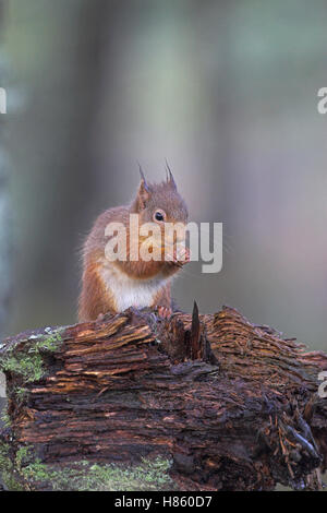 Eichhörnchen Sciurus Vulgaris in Föhren Baum Abernethy Wald Highland Region Scotland UK Stockfoto