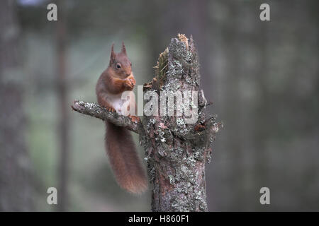 Eichhörnchen Sciurus Vulgaris in Föhren Baum Abernethy Wald Highland Region Scotland UK Stockfoto