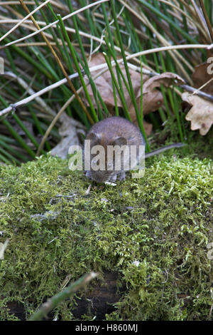 Rötelmaus Clethrionomys Glareolus im Wald Blashford in der Nähe von Ringwood Hampshire England Stockfoto