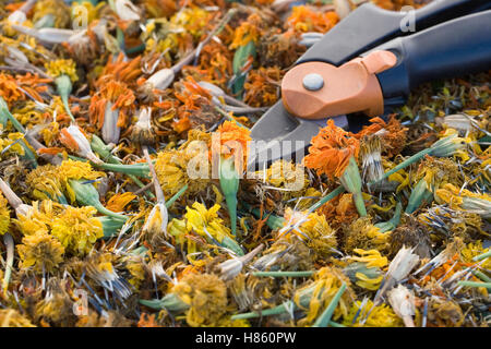 Tagetes Patula. Frisch gepflückt Französisch Ringelblumensamen und Flowerheads Links zum trocknen. Stockfoto