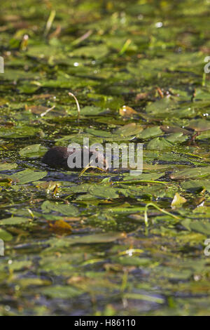 Wasser-Wühlmaus Arvicola Terrestris schwimmen Cromford Canal Derbyshire England Stockfoto