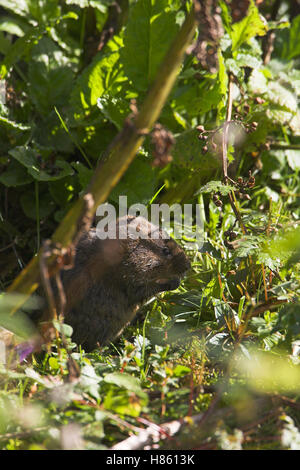 Wasser-Wühlmaus Arvicola Terrestris Cromford Canal Derbyshire England Stockfoto