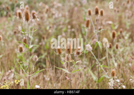 Karde (Dipsacus Fullonum) Samenköpfe in einem Naturschutzgebiet in Wiltshire Stockfoto