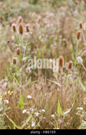 Karde (Dipsacus Fullonum) Samenköpfe in einem Naturschutzgebiet in Wiltshire Stockfoto