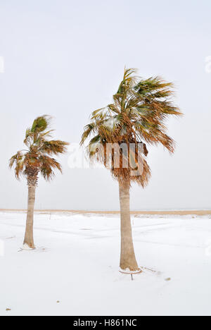 Palmen am Strand im Januar Stockfoto
