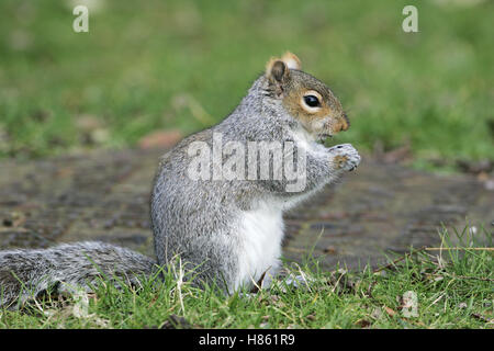 Graue Eichhörnchen Sciurus Carolinensis Fütterung Weymouth, Dorset-England Stockfoto