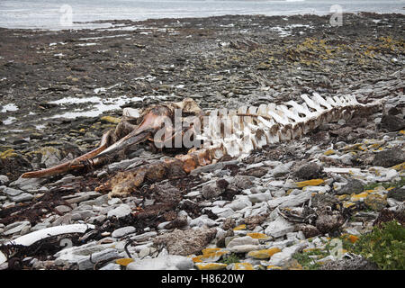 Sei Wal Balaenoptera Borealis Teil des Skeletts Falkland-Inseln Stockfoto