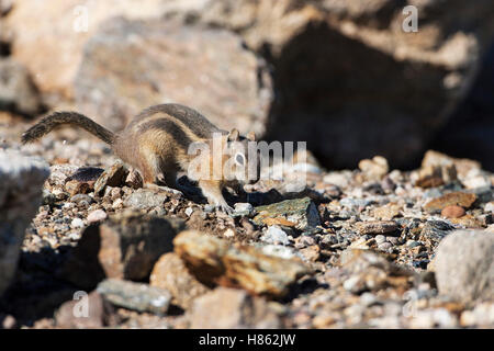 Golden-Jaguaren Eichhörnchen Citellus Lateralis Graben unter Steinen und Felsen Regenbogen Kurve Rocky Mountains Nationalpark-Colorado Stockfoto