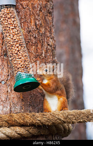 Eichhörnchen Sciurus Vulgaris auf Erdnuss Feeder Loch Garten RSPB Reserve Highland Region Scotland UK Oktober 2015 Stockfoto