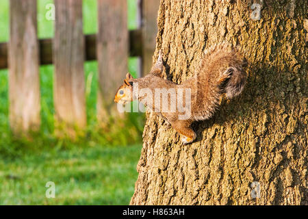 Östliche graue Eichhörnchen Sciurus Carolinensis auf Baum im Garten Olathe Johnson County Kansas USA Juli 2015 Stockfoto