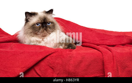 Süße Perser Colourpoint Katze liegt auf einer weichen roten Decke Stockfoto