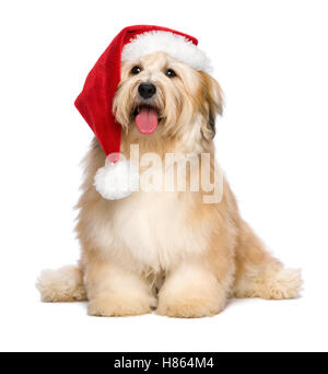 Niedliche Bichon Havaneser Welpen Hund in ein Weihnachts - Weihnachtsmütze sitzen rötlich Stockfoto