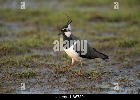 Nördlichen Kiebitz (Vanellus Vanellus), Männchen im typischen Lebensraum Sumpfland, Feuchtwiese, Hinterland, auf der Suche nach Nahrung. Stockfoto