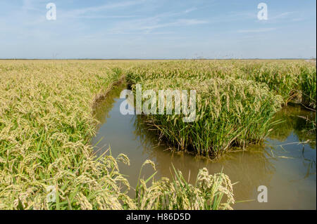 Camargue Reisfelder in der Nähe von Mas-Thibert im Département Bouches-du-Rhône, Südfrankreich Stockfoto