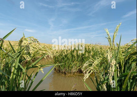 Camargue Reisfelder in der Nähe von Mas-Thibert im Département Bouches-du-Rhône, Südfrankreich Stockfoto