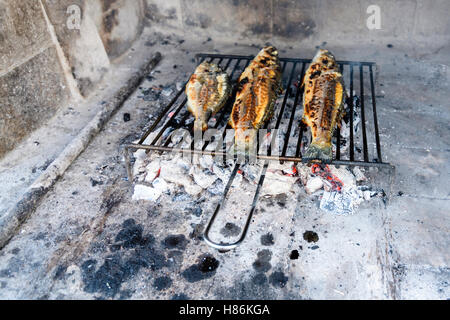 Wolfsbarsch vom Grill der traditionellen dalmatinische Art am Stahlgitter Barren auf harte hölzernen Glut Stockfoto