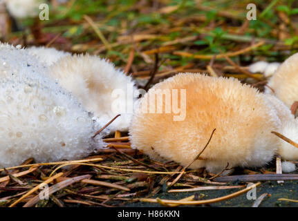 Einige Schleim Schimmelpilze auf piniennadeln Stockfoto