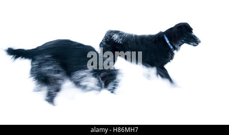 Flat Coated Retriever Hund im Schnee Stockfoto