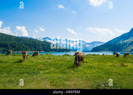 Kühe grasen auf dem Rasen in der Schweiz Stockfoto
