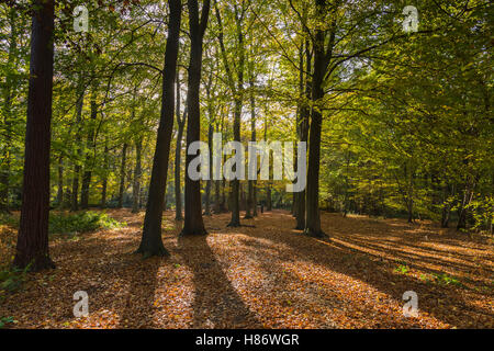 Lange Schatten Besetzung bis zum frühen Morgen Sonne in Thorndon Country Park Stockfoto