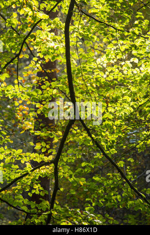 Buche lässt im Gegenlicht Herbst bis zum frühen Morgen Sonne Stockfoto