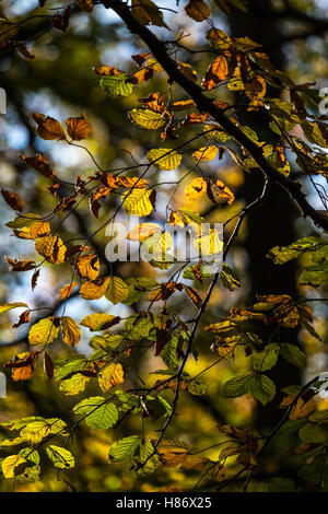 Buche lässt im Gegenlicht Herbst bis zum frühen Morgen Sonne Stockfoto