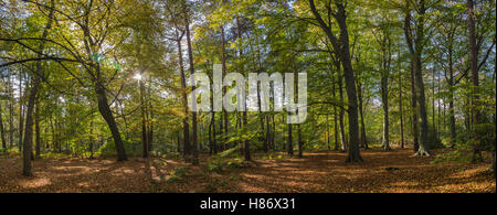 Panorama-Aufnahme des Waldes in Thorndon Country Park Stockfoto