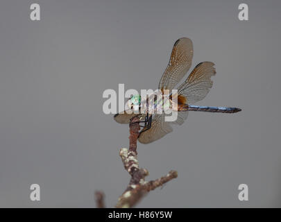 Libelle mit einem großen grünen Kopf ruht auf einem stick Stockfoto