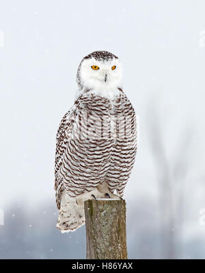 Snowy Owl thront auf einem Post im Winter in Kanada Stockfoto