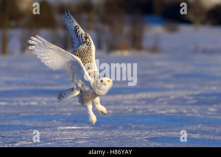 Snowy Owl fliegt tief über ein schneebedecktes Feld in Kanada Stockfoto