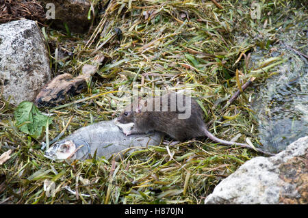 Wilde, gemeinsame Brown Ratte (Rattus Norvegicus) Fütterung auf einen toten Fisch Stockfoto