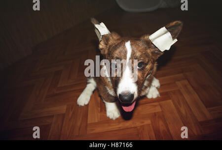 Welpe Welsh Corgi Cardigan mit bandagierten Ohren Stockfoto