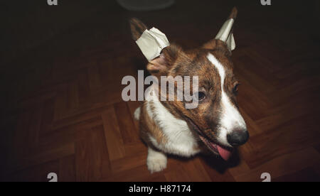 Welpe Welsh Corgi Cardigan mit bandagierten Ohren Stockfoto